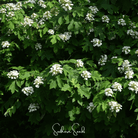 Hydrangea, Oakleaf (Hydrangea quercifolia) - 100 Seeds seed packet from Seed Therapy – American - grown, heirloom seeds