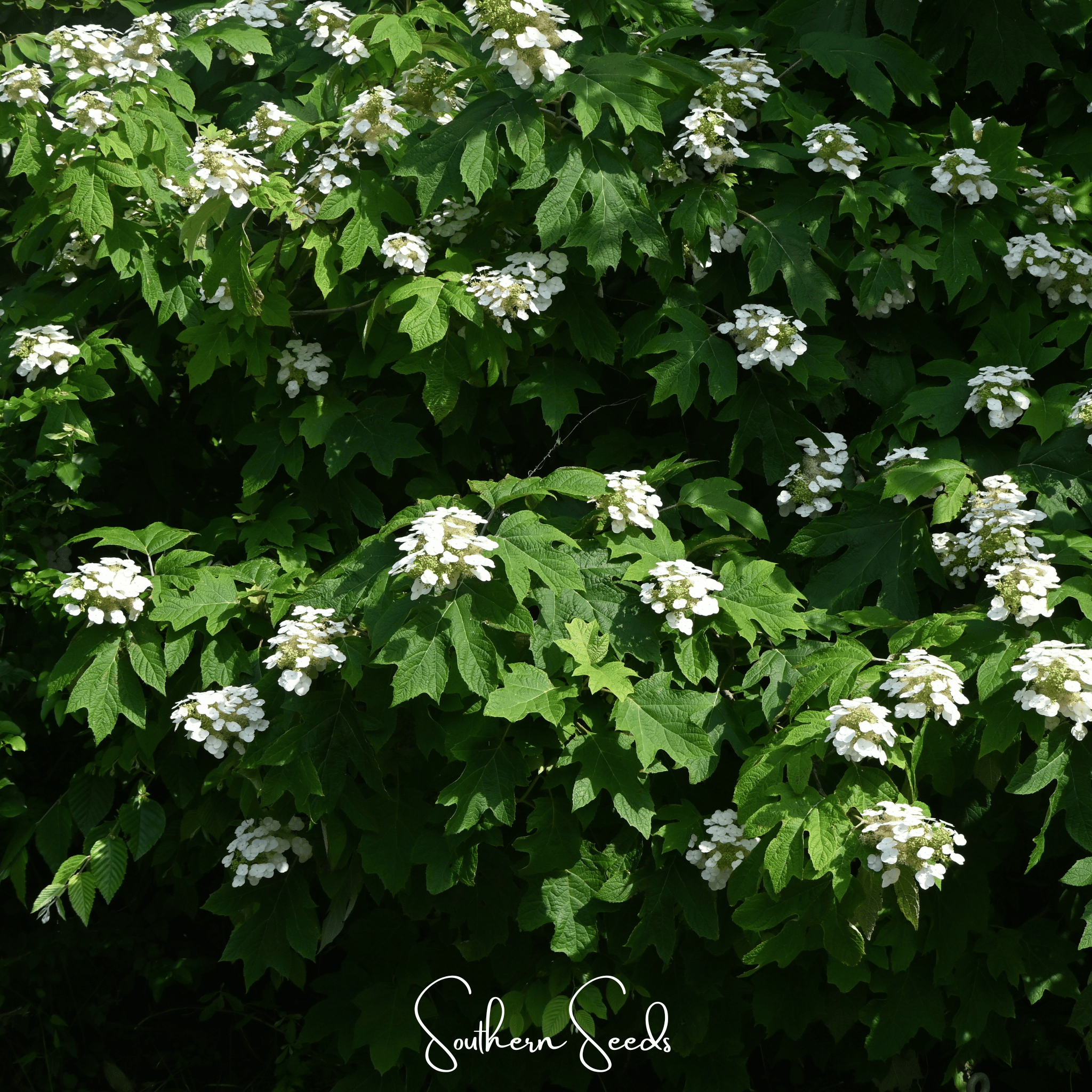 Hydrangea, Oakleaf (Hydrangea quercifolia) - 100 Seeds seed packet from Seed Therapy – American - grown, heirloom seeds