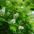 Hydrangea, Oakleaf (Hydrangea quercifolia) - 100 Seeds seed packet from Seed Therapy – American - grown, heirloom seeds