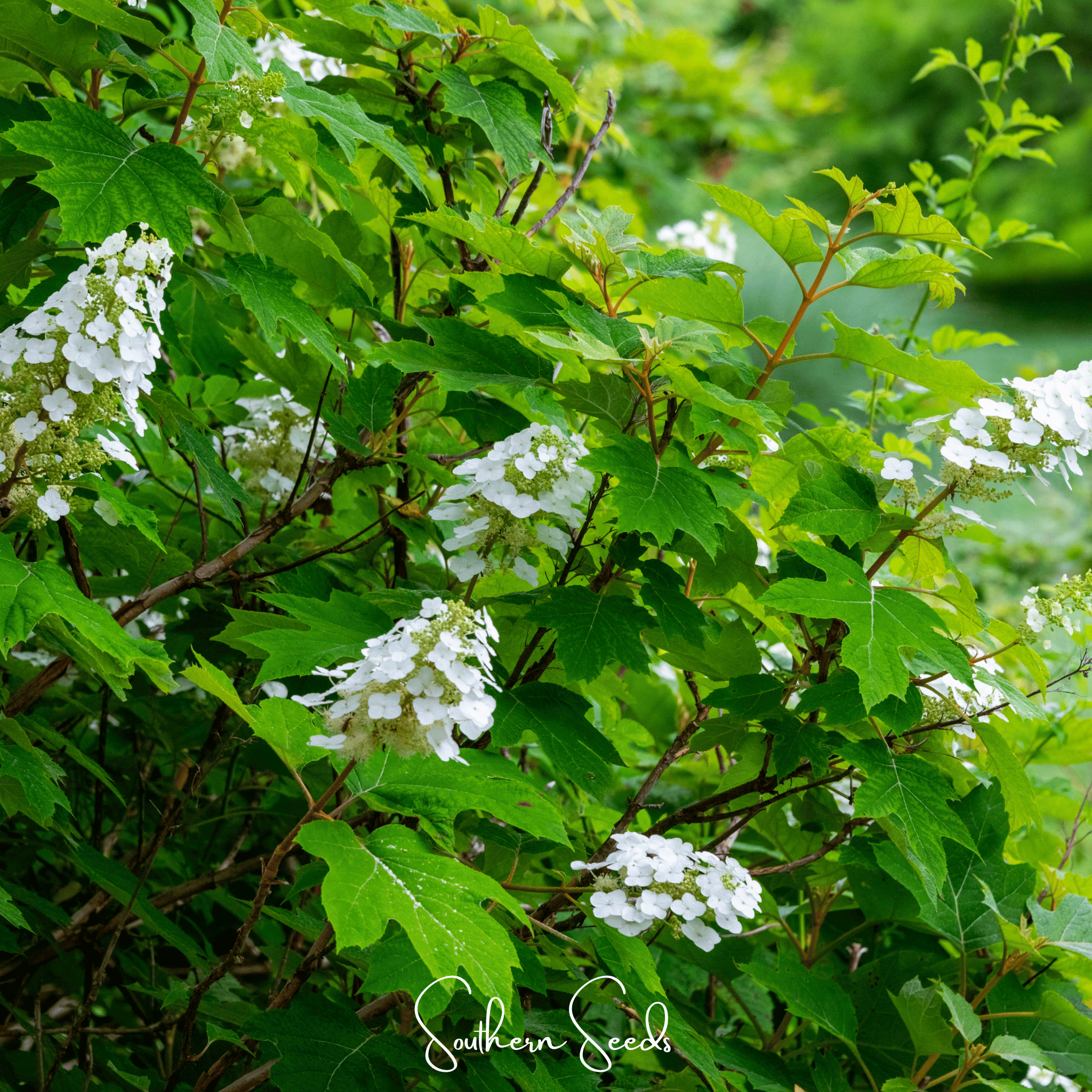 Hydrangea, Oakleaf (Hydrangea quercifolia) - 100 Seeds seed packet from Seed Therapy – American - grown, heirloom seeds