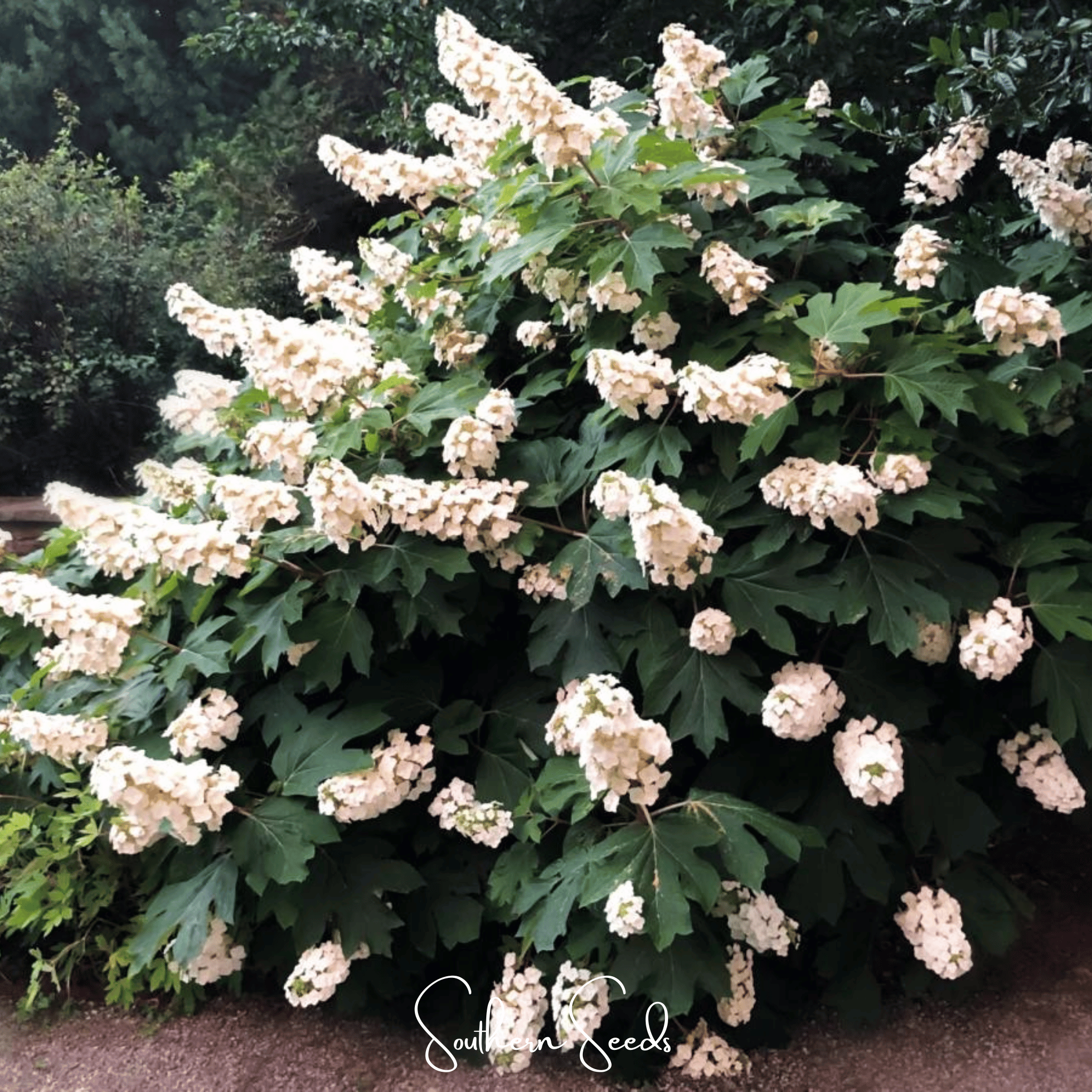 Hydrangea, Oakleaf (Hydrangea quercifolia) - 100 Seeds seed packet from Seed Therapy – American - grown, heirloom seeds