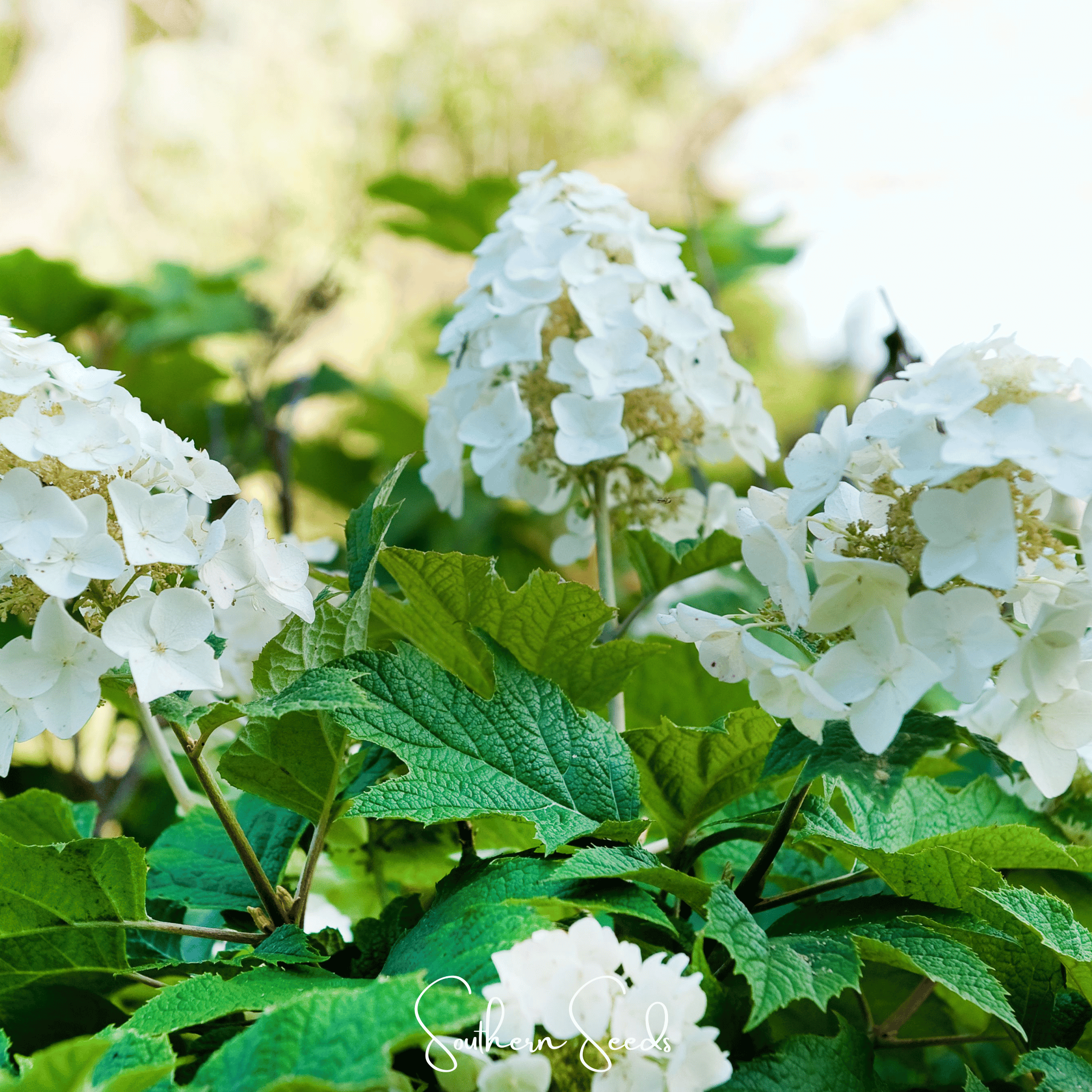 Hydrangea, Oakleaf (Hydrangea quercifolia) - 100 Seeds seed packet from Seed Therapy – American - grown, heirloom seeds