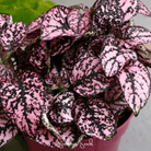 Hypoestes, Pink Polka Dot (Hypoestes sanguinolenta) - 25 Seeds seed packet from Seed Therapy – American - grown, heirloom seeds