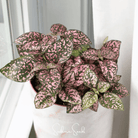 Hypoestes, Pink Polka Dot (Hypoestes sanguinolenta) - 25 Seeds seed packet from Seed Therapy – American - grown, heirloom seeds