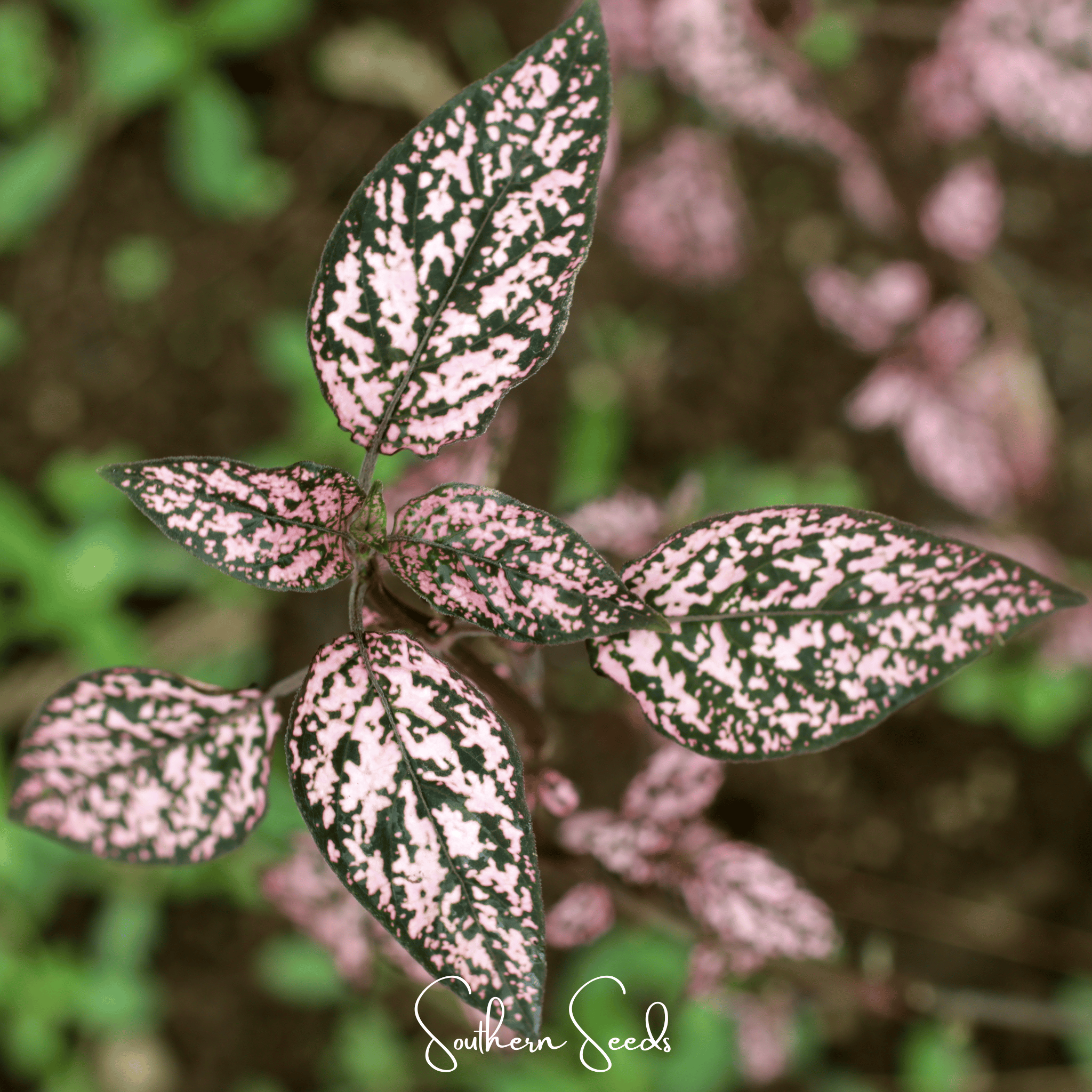 Hypoestes, Pink Polka Dot (Hypoestes sanguinolenta) - 25 Seeds seed packet from Seed Therapy – American - grown, heirloom seeds