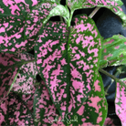 Hypoestes, Pink Polka Dot (Hypoestes sanguinolenta) - 25 Seeds seed packet from Seed Therapy – American - grown, heirloom seeds