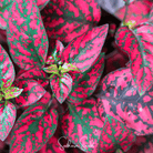 Hypoestes, Splash Select Red (Hypoestes phyllostachya) - 25 Seeds seed packet from Seed Therapy – American - grown, heirloom seeds