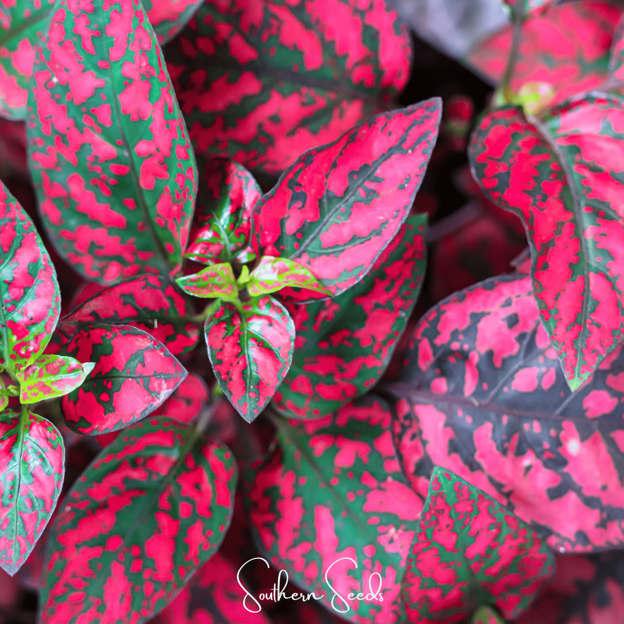 Hypoestes, Splash Select Red (Hypoestes phyllostachya) - 25 Seeds seed packet from Seed Therapy – American - grown, heirloom seeds