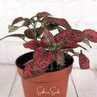 Hypoestes, Splash Select Red (Hypoestes phyllostachya) - 25 Seeds seed packet from Seed Therapy – American - grown, heirloom seeds