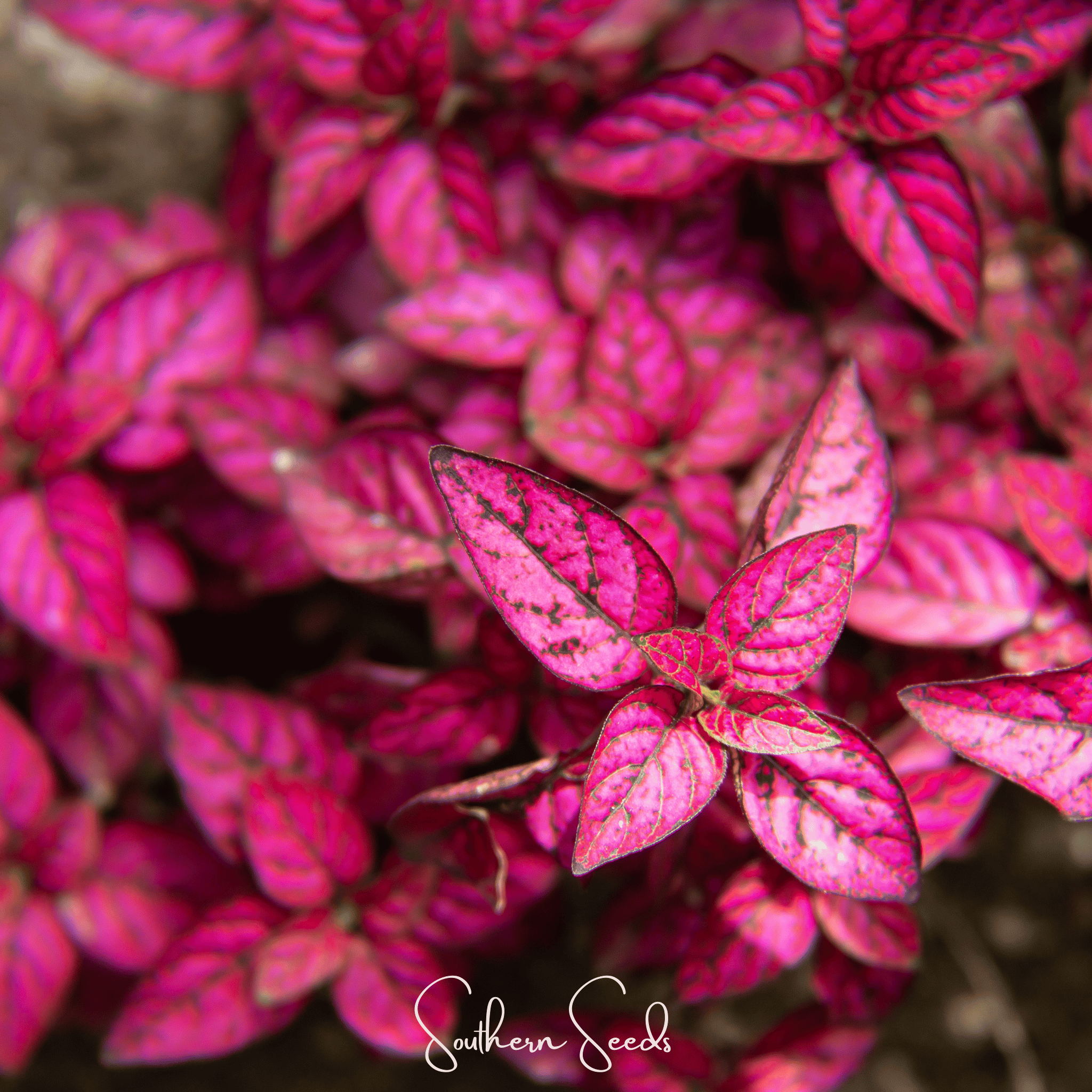 Hypoestes, Splash Select Red (Hypoestes phyllostachya) - 25 Seeds seed packet from Seed Therapy – American - grown, heirloom seeds