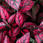 Hypoestes, Splash Select Red (Hypoestes phyllostachya) - 25 Seeds seed packet from Seed Therapy – American - grown, heirloom seeds