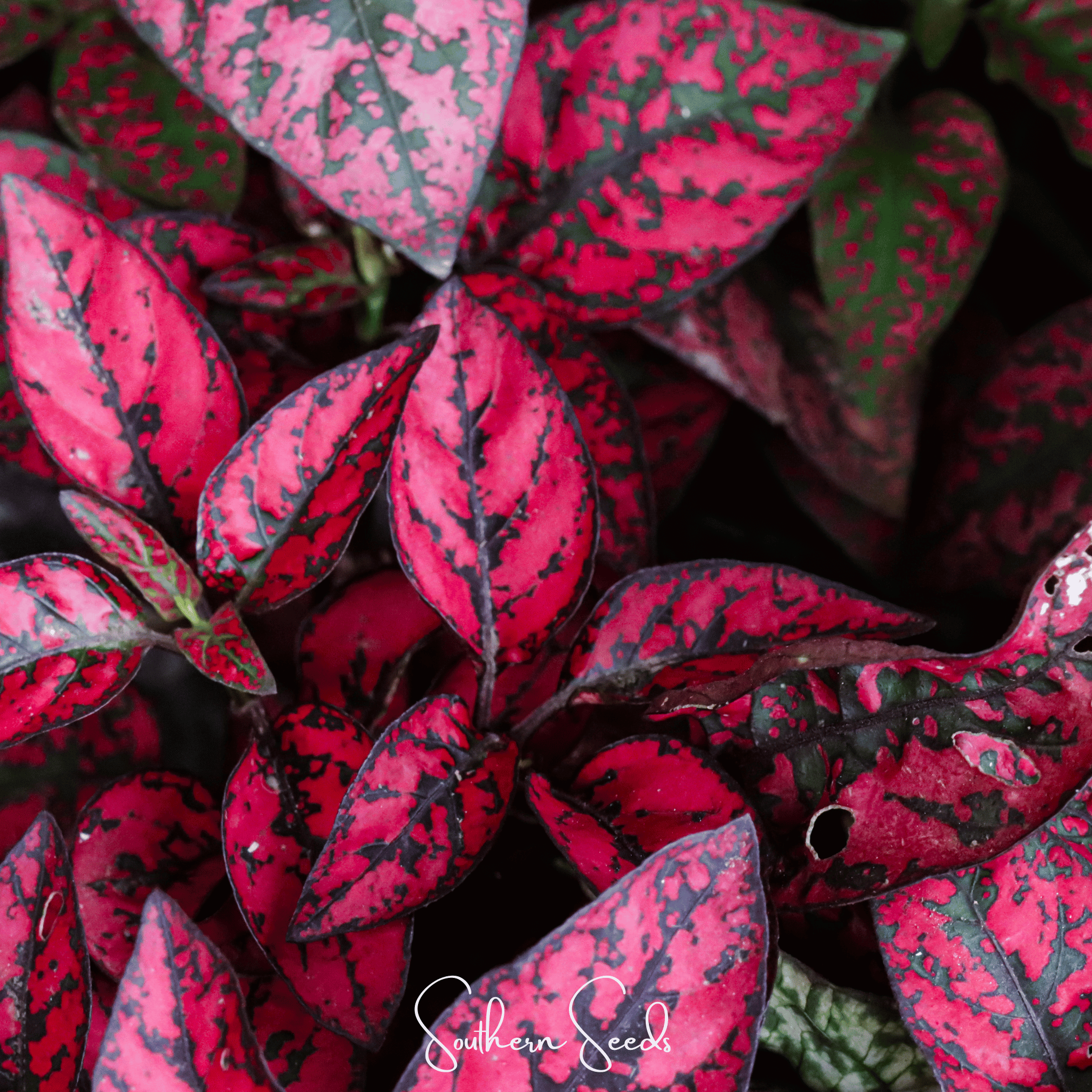 Hypoestes, Splash Select Red (Hypoestes phyllostachya) - 25 Seeds seed packet from Seed Therapy – American - grown, heirloom seeds