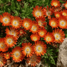 Ice Plant, Gelato Orange (Dorotheanthus bellidiformis) - 200 Seeds seed packet from Seed Therapy – American - grown, heirloom seeds