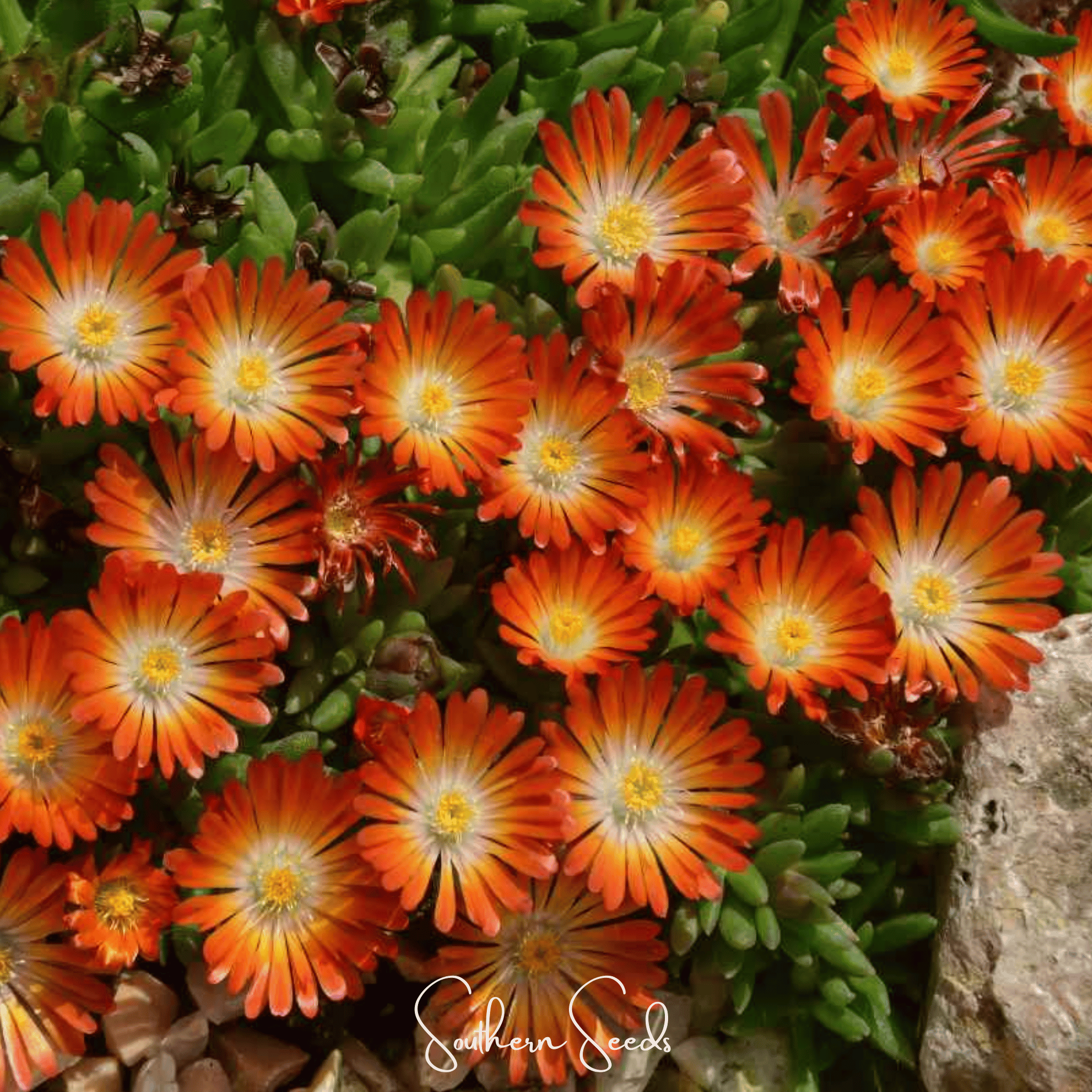 Ice Plant, Gelato Orange (Dorotheanthus bellidiformis) - 200 Seeds seed packet from Seed Therapy – American - grown, heirloom seeds