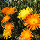 Ice Plant, Gelato Orange (Dorotheanthus bellidiformis) - 200 Seeds seed packet from Seed Therapy – American - grown, heirloom seeds
