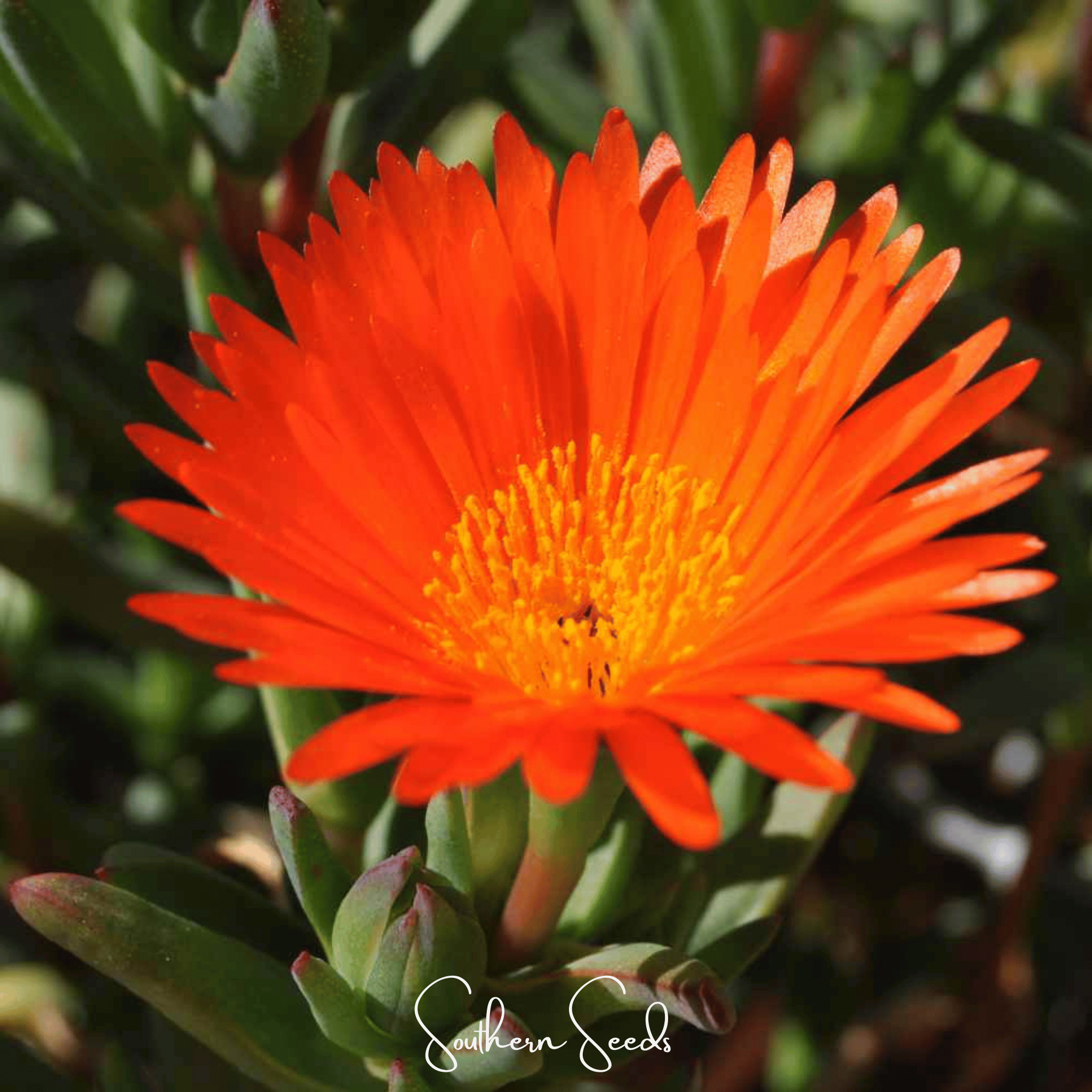 Ice Plant, Gelato Orange (Dorotheanthus bellidiformis) - 200 Seeds seed packet from Seed Therapy – American - grown, heirloom seeds
