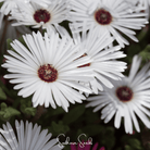 Ice Plant, Gelato White (Dorotheanthus bellidiformis) - 200 Seeds seed packet from Seed Therapy – American - grown, heirloom seeds