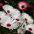 Ice Plant, Gelato White (Dorotheanthus bellidiformis) - 200 Seeds seed packet from Seed Therapy – American - grown, heirloom seeds