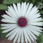 Ice Plant, Gelato White (Dorotheanthus bellidiformis) - 200 Seeds seed packet from Seed Therapy – American - grown, heirloom seeds
