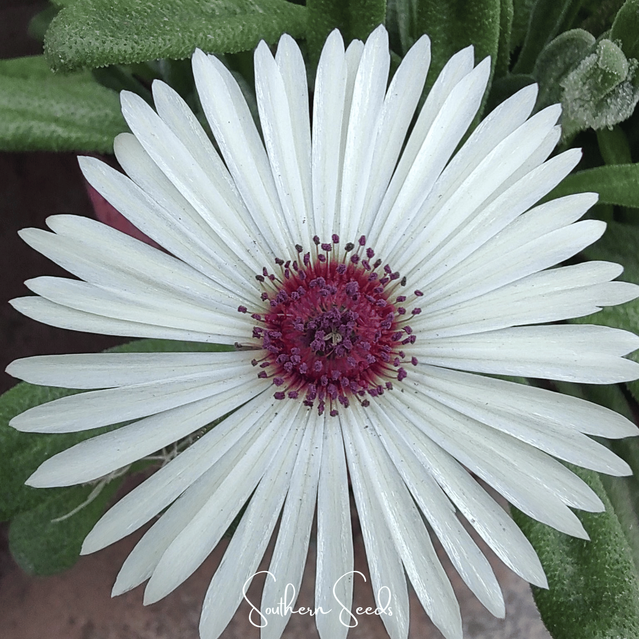 Ice Plant, Gelato White (Dorotheanthus bellidiformis) - 200 Seeds seed packet from Seed Therapy – American - grown, heirloom seeds