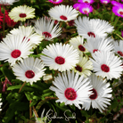 Ice Plant, Gelato White (Dorotheanthus bellidiformis) - 200 Seeds seed packet from Seed Therapy – American - grown, heirloom seeds