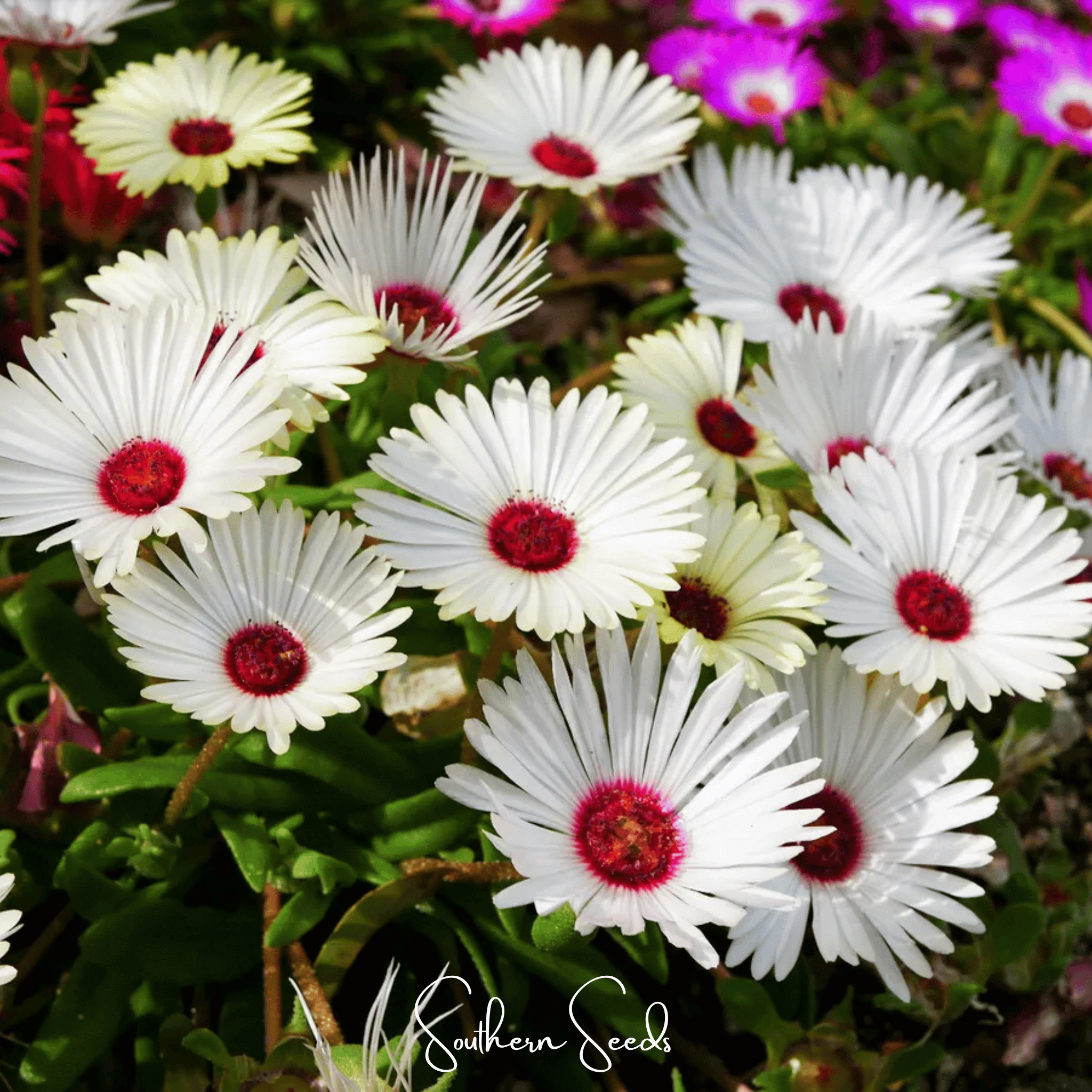 Ice Plant, Gelato White (Dorotheanthus bellidiformis) - 200 Seeds seed packet from Seed Therapy – American - grown, heirloom seeds