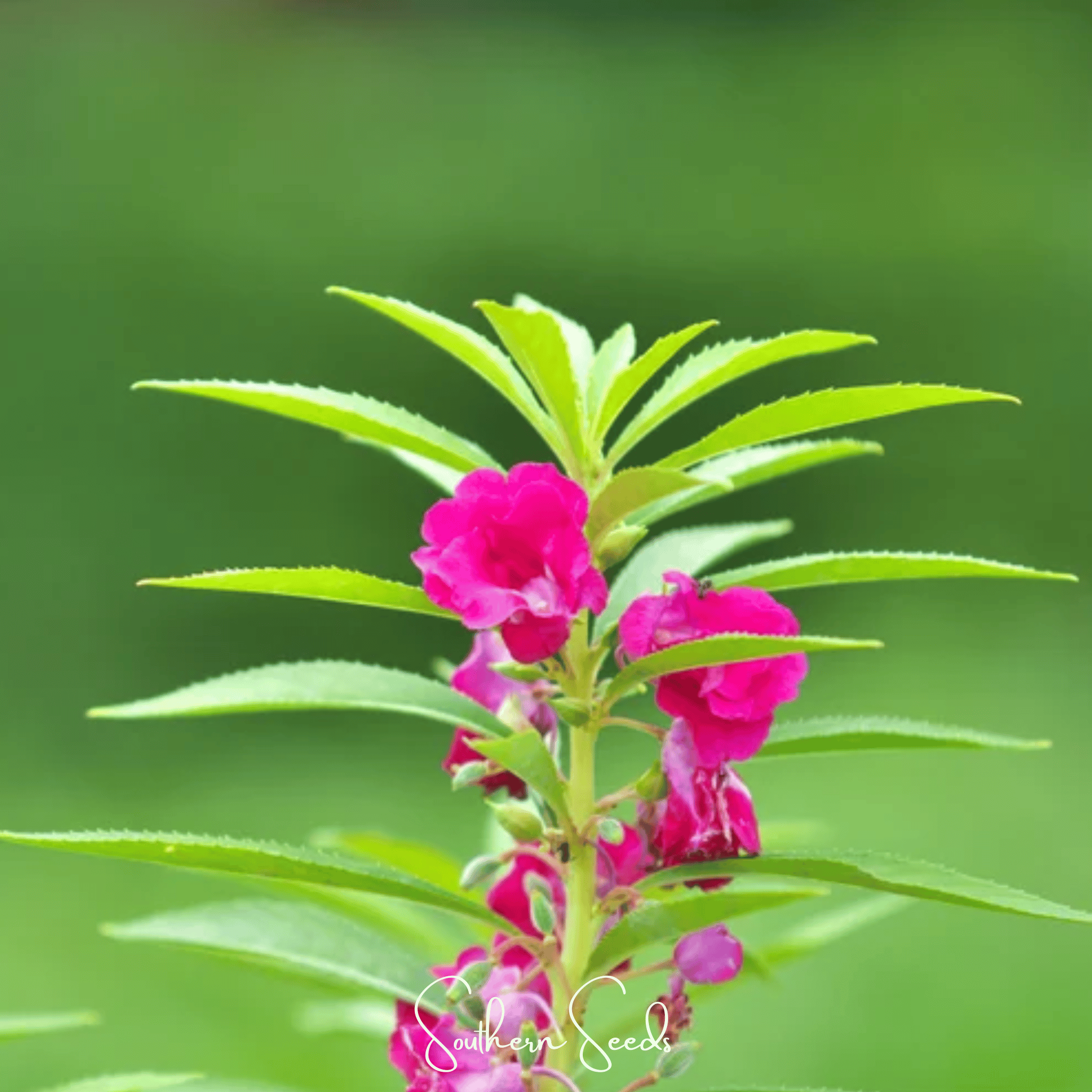 Impatiens, Bush Mix (Impatiens balsamina) - 50 Seeds seed packet from Seed Therapy – American - grown, heirloom seeds