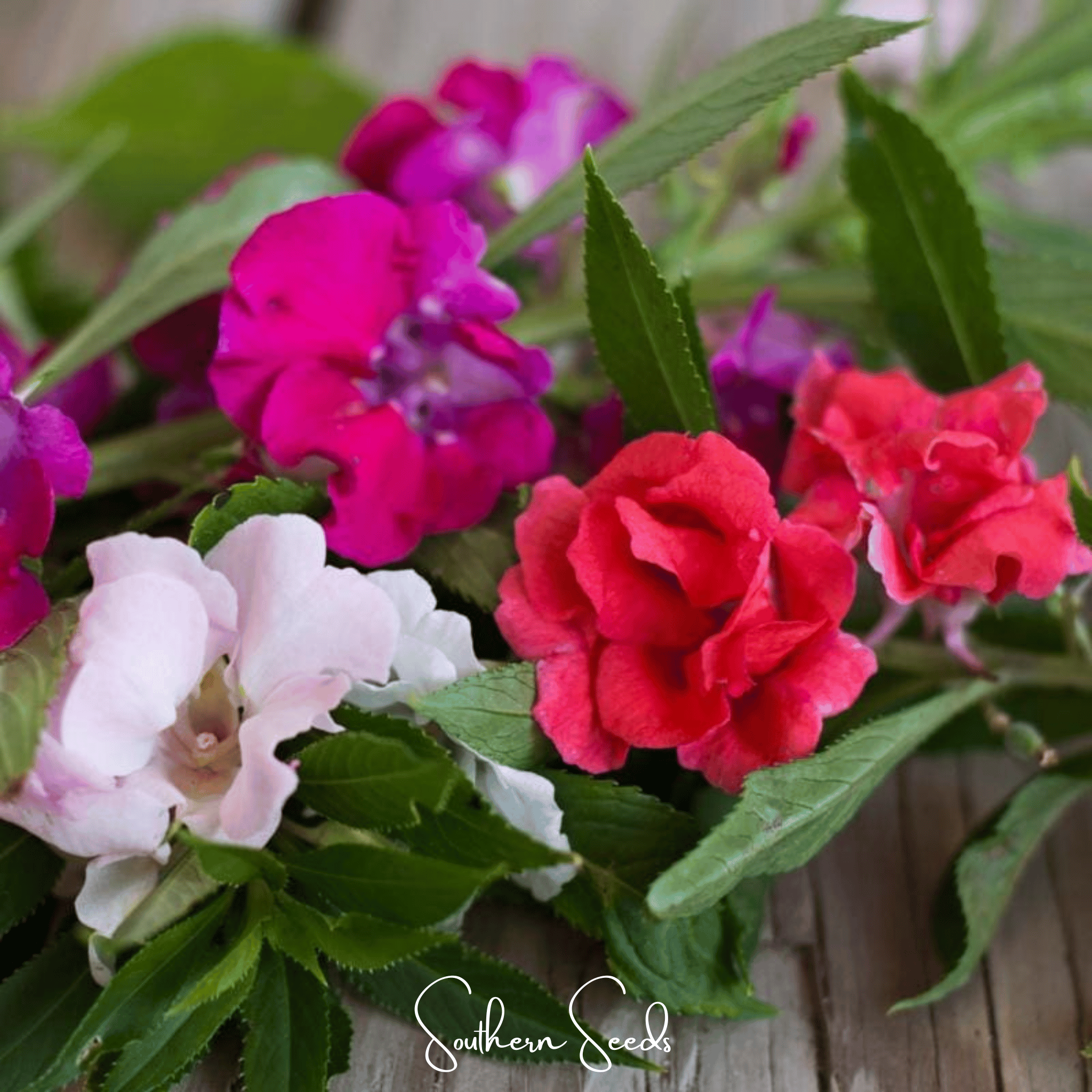 Impatiens, Bush Mix (Impatiens balsamina) - 50 Seeds seed packet from Seed Therapy – American - grown, heirloom seeds