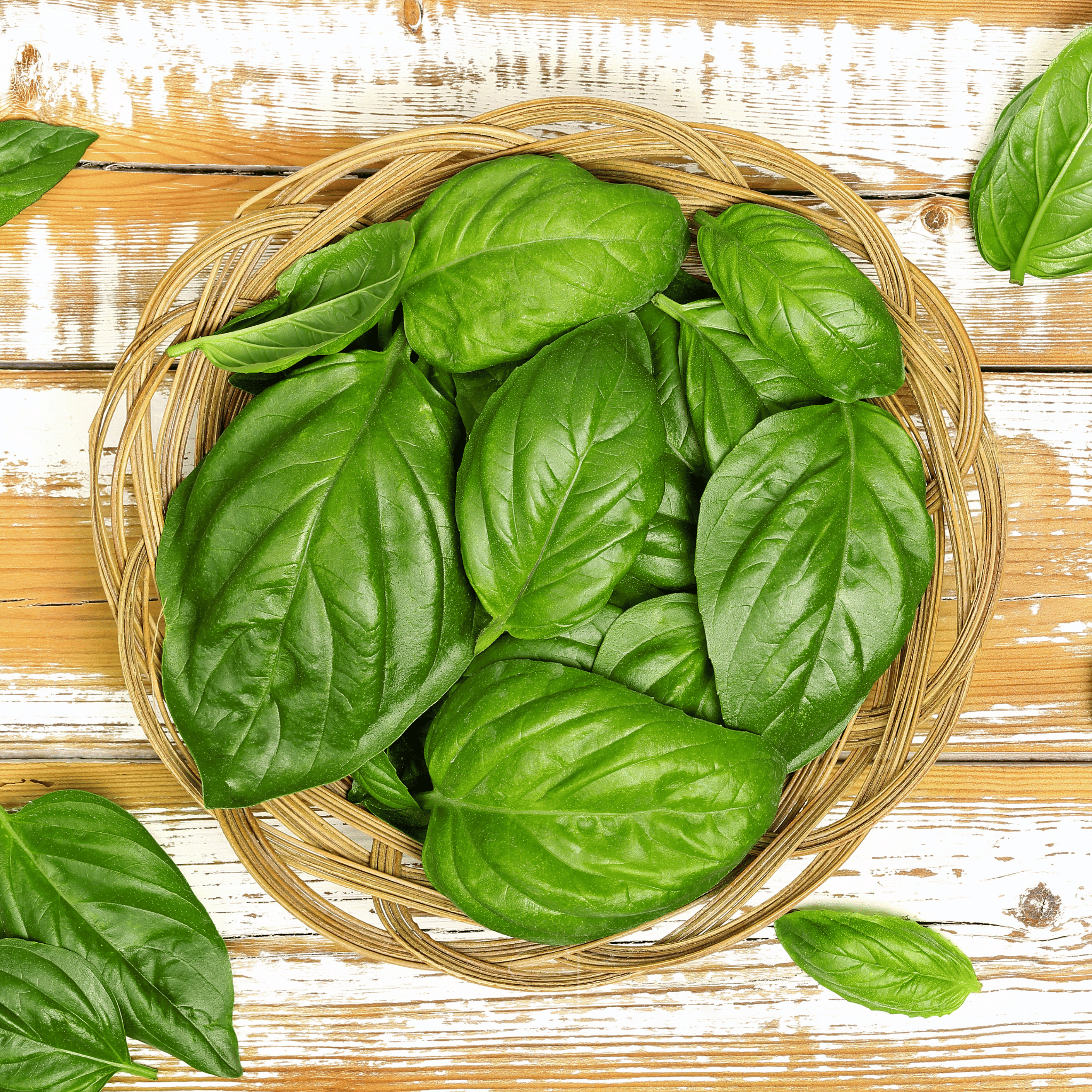 Italian Large Leaf Basil – 250 Seeds seed packet from Seed Therapy – American - grown, heirloom seeds