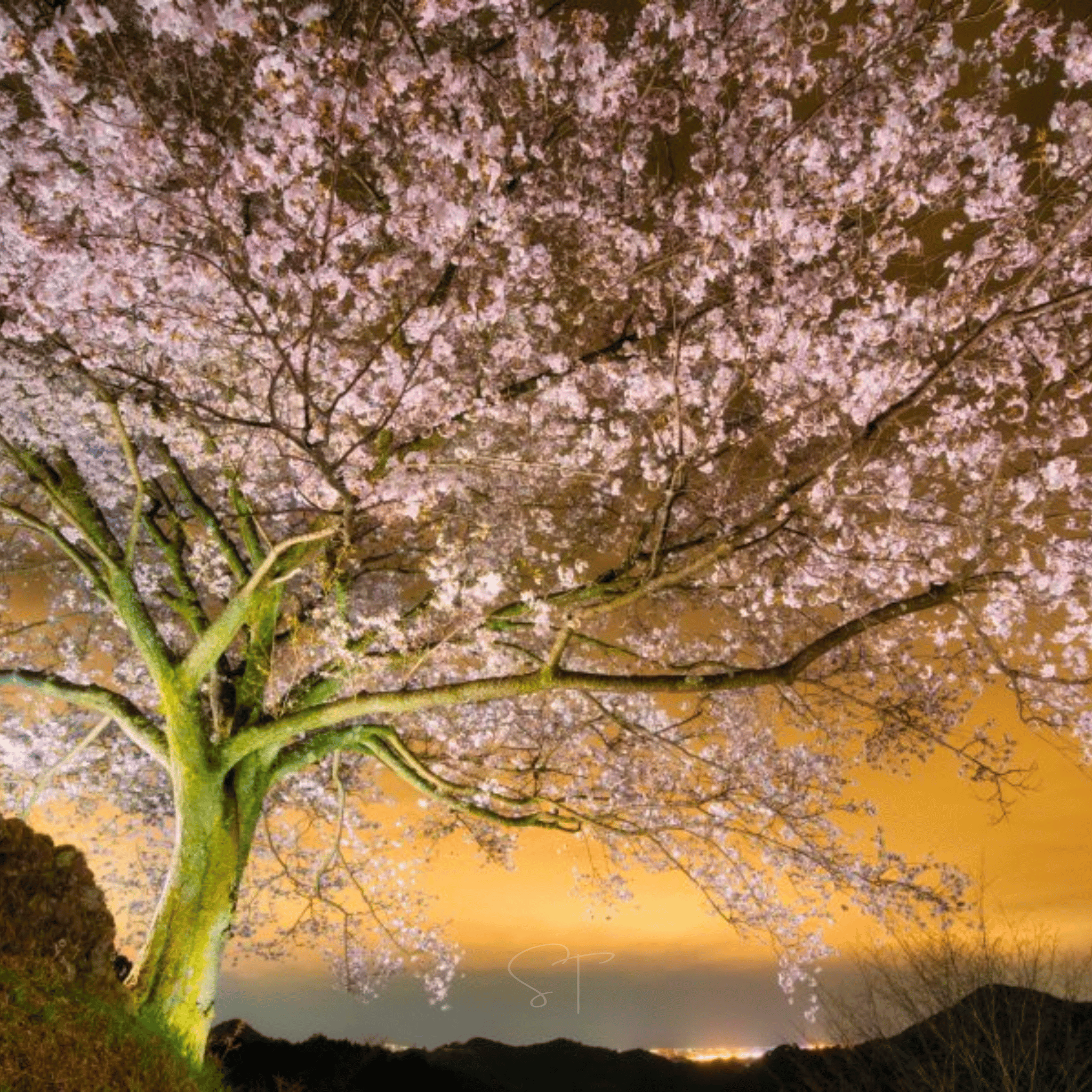 Japanese Flowering Cherry Tree - 10 Seeds seed packet from Seed Therapy – American - grown, heirloom seeds