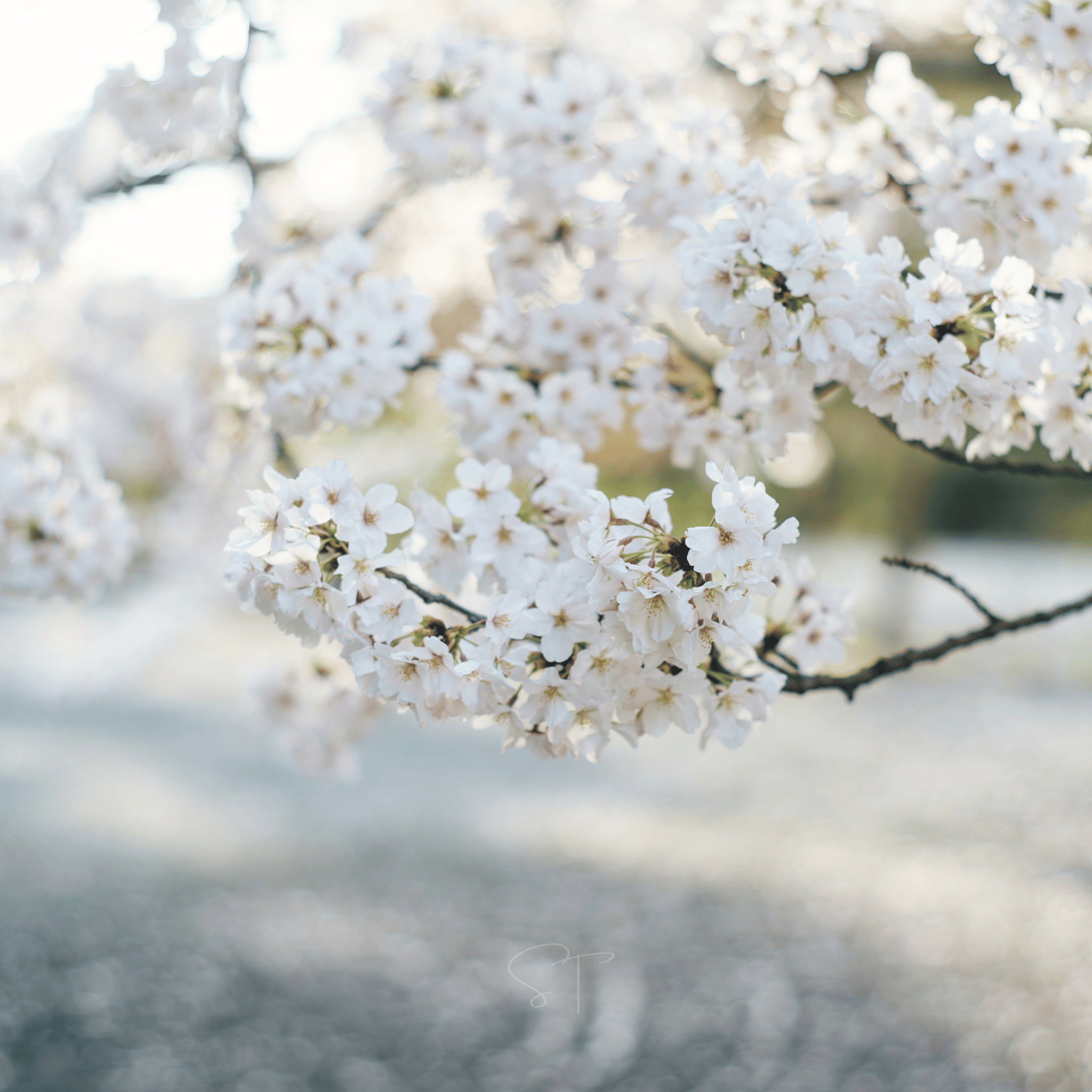 Japanese Flowering Cherry Tree - 10 Seeds seed packet from Seed Therapy – American - grown, heirloom seeds