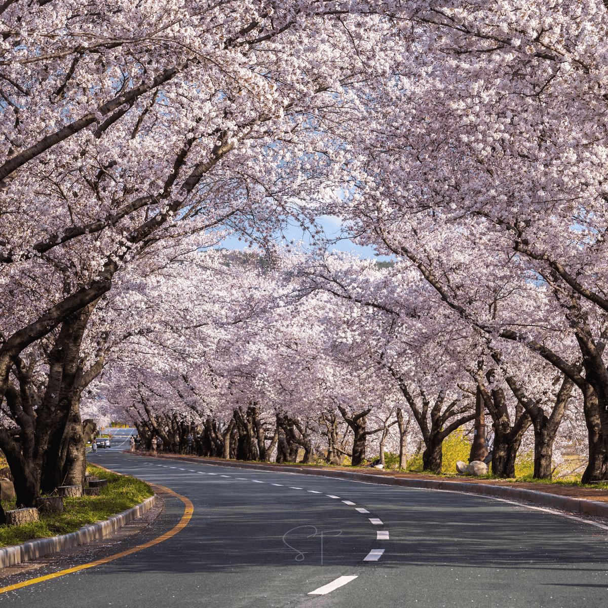 japanese-flowering-cherry-tree