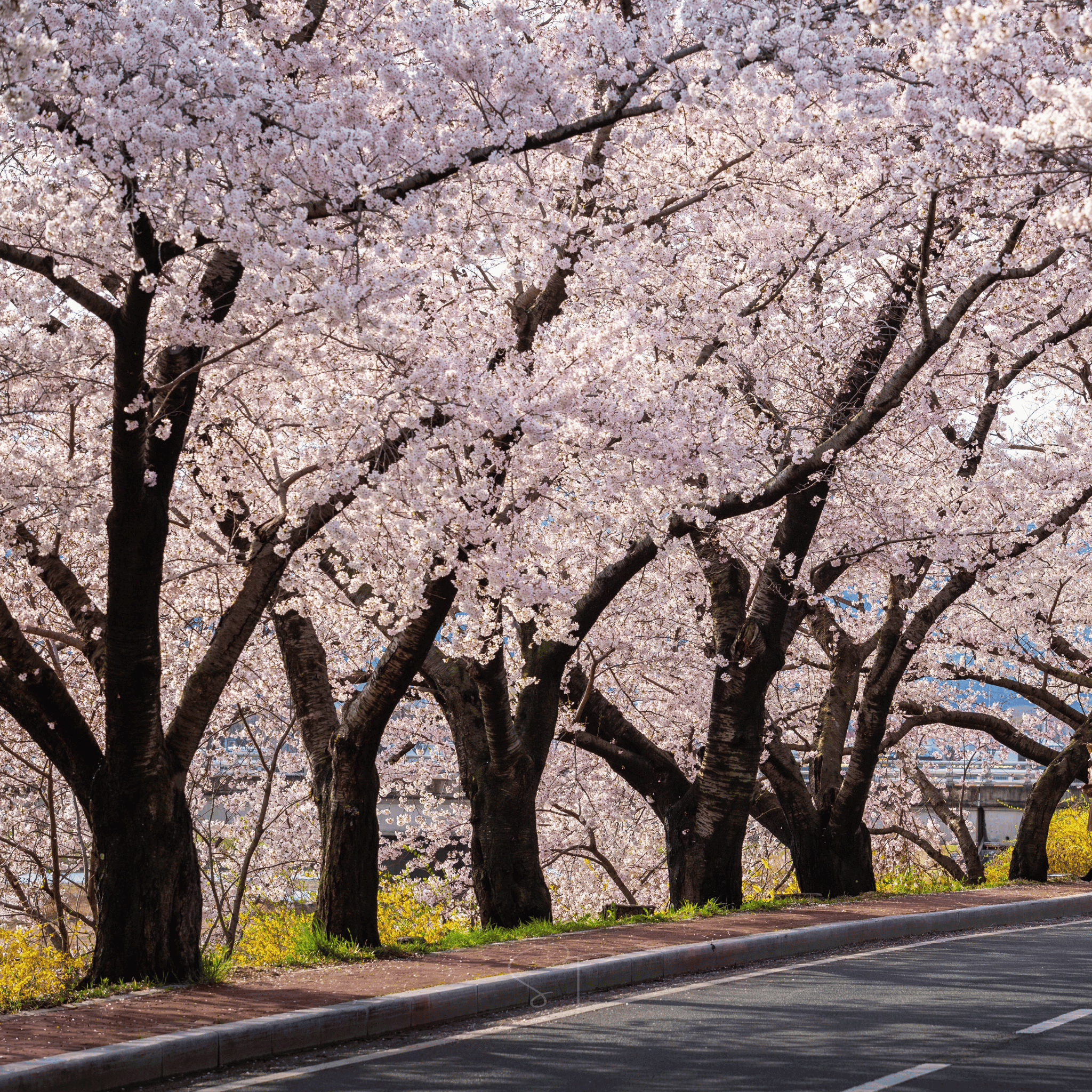 Japanese Flowering Cherry Tree - 10 Seeds seed packet from Seed Therapy – American - grown, heirloom seeds