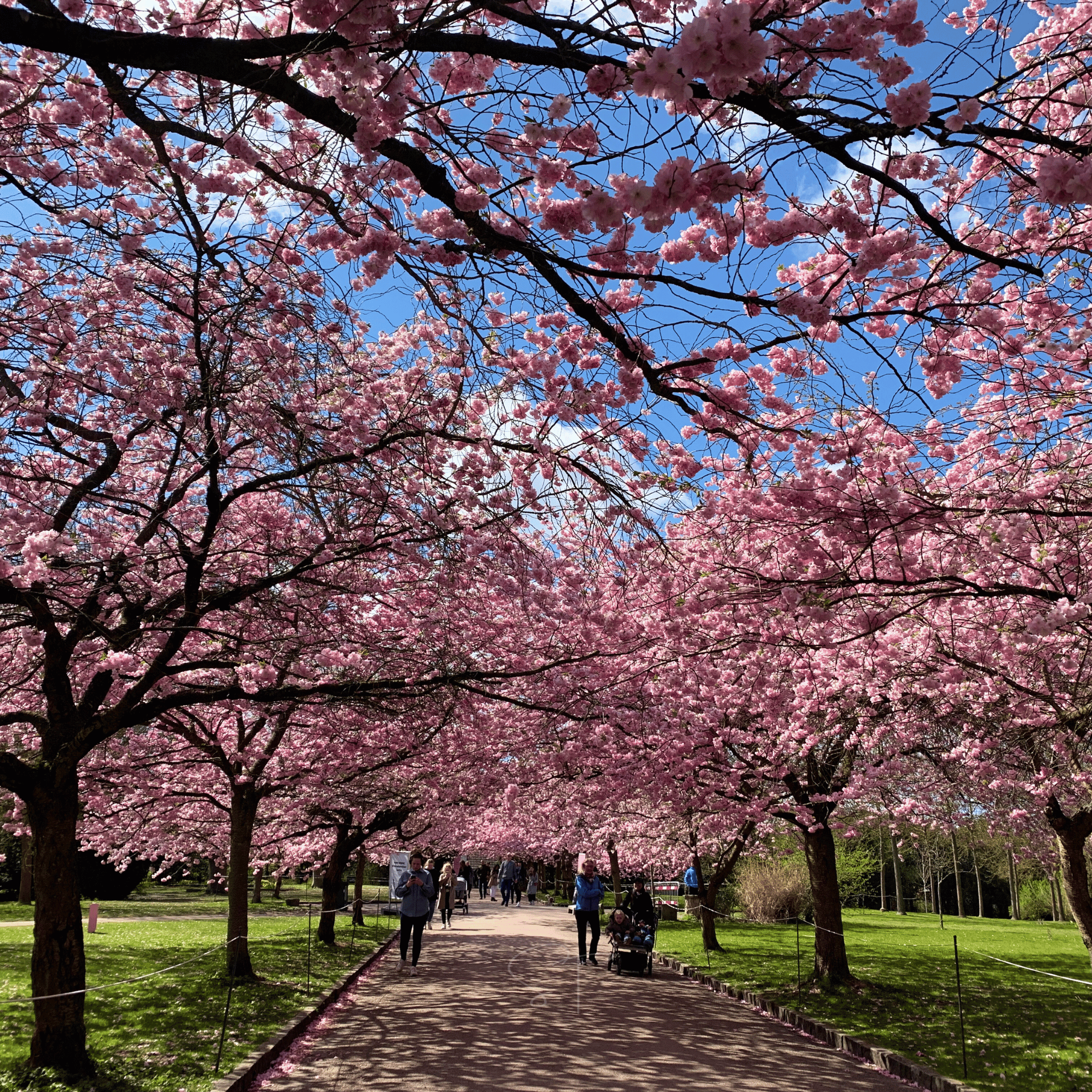 Japanese Flowering Cherry Tree - 10 Seeds seed packet from Seed Therapy – American - grown, heirloom seeds