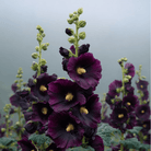 Jet Black Hollyhock - 25 Seeds seed packet from Seed Therapy – American - grown, heirloom seeds