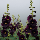 Jet Black Hollyhock - 25 Seeds seed packet from Seed Therapy – American - grown, heirloom seeds