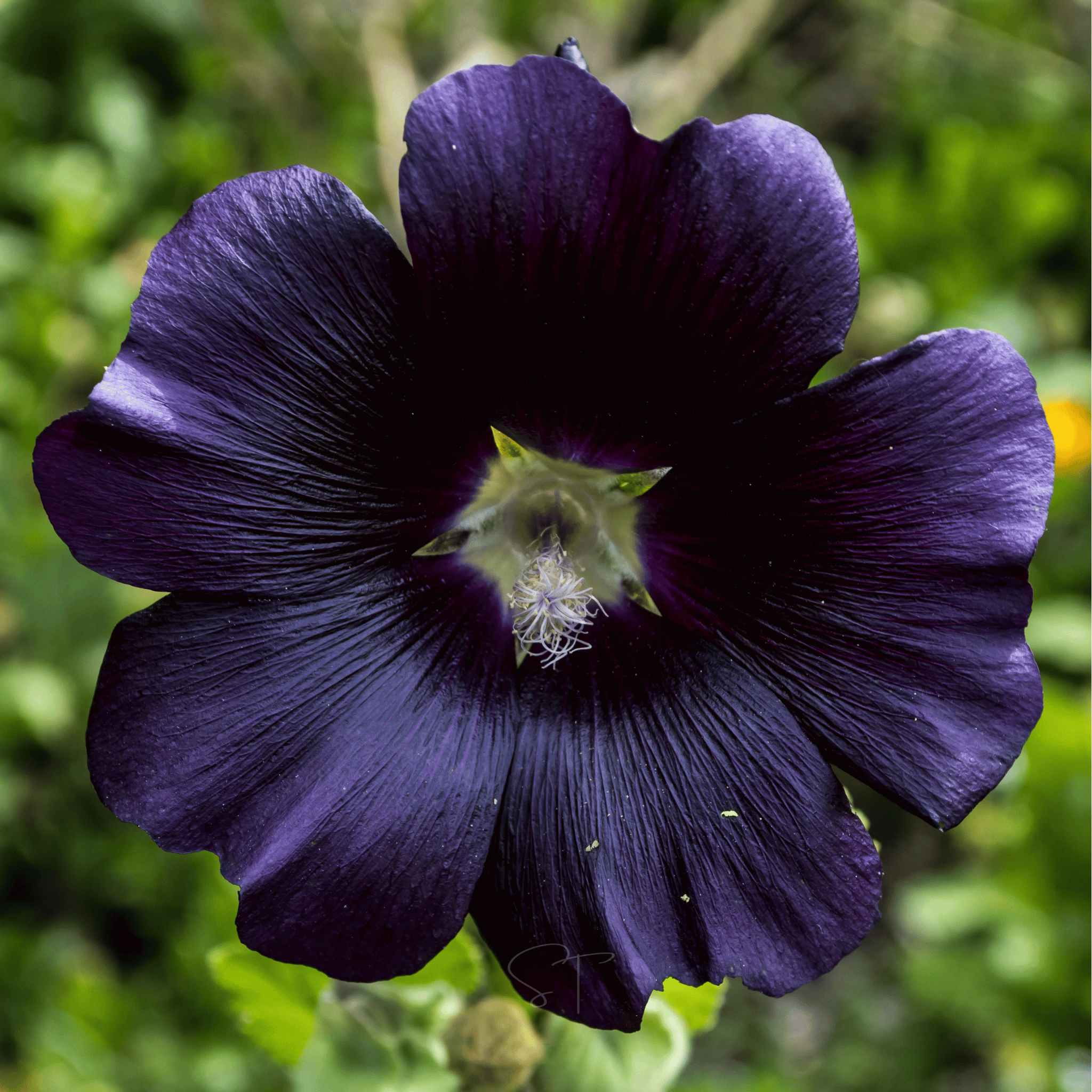 Jet Black Hollyhock - 25 Seeds seed packet from Seed Therapy – American - grown, heirloom seeds