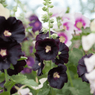 Jet Black Hollyhock - 25 Seeds seed packet from Seed Therapy – American - grown, heirloom seeds