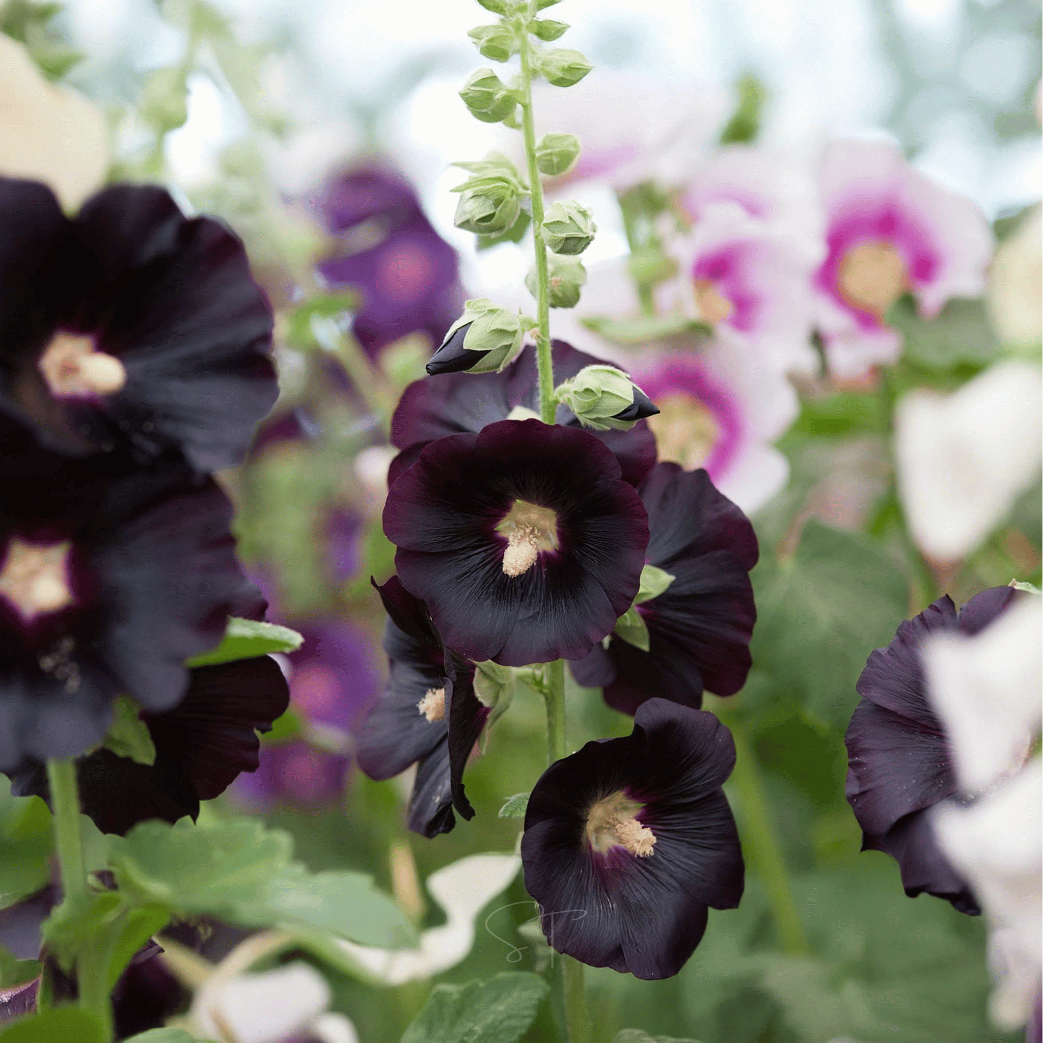 Jet Black Hollyhock - 25 Seeds seed packet from Seed Therapy – American - grown, heirloom seeds