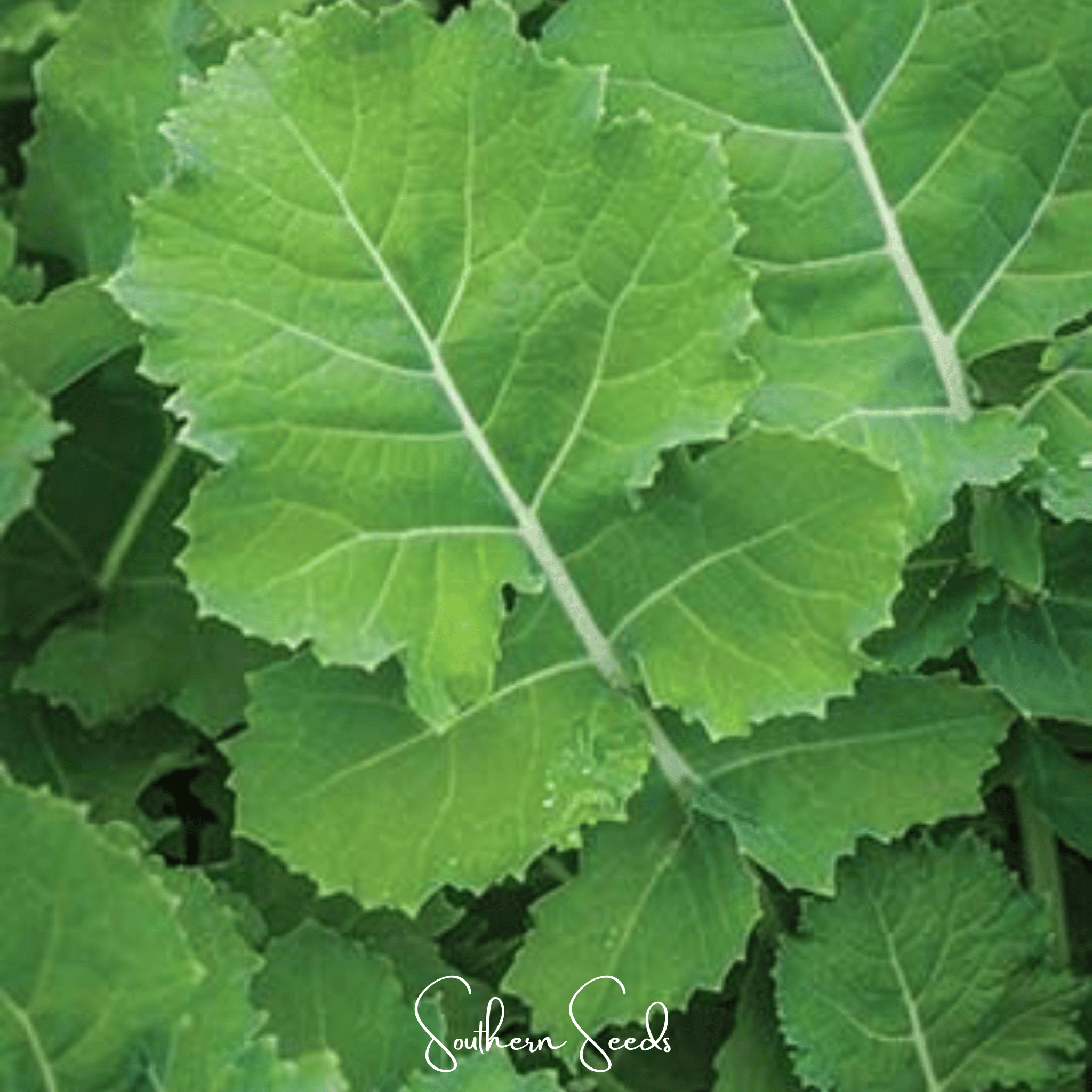Kale, Premier (Brassica oleracea) - 250 Seeds seed packet from Seed Therapy – American - grown, heirloom seeds