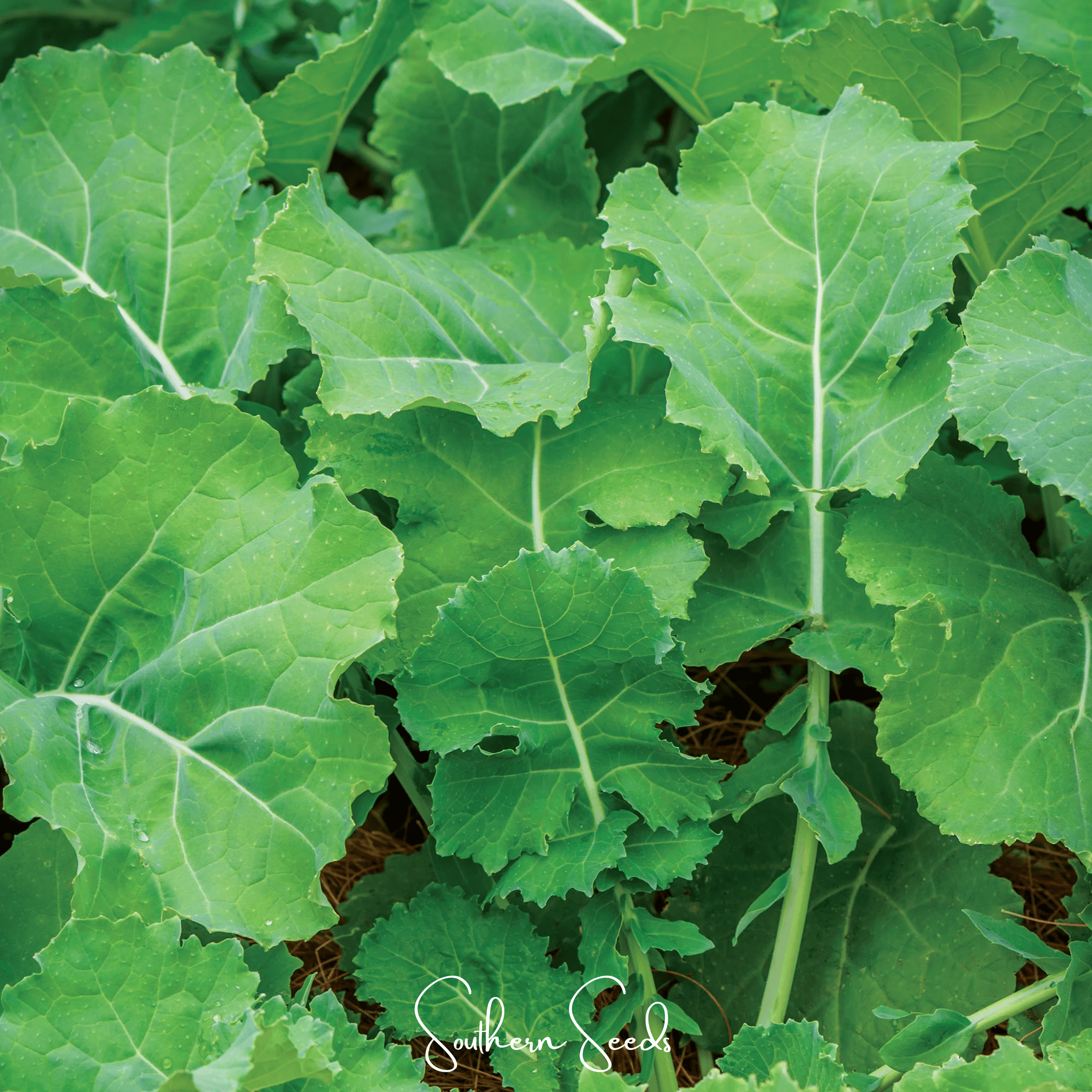 Kale, Premier (Brassica oleracea) - 250 Seeds seed packet from Seed Therapy – American - grown, heirloom seeds