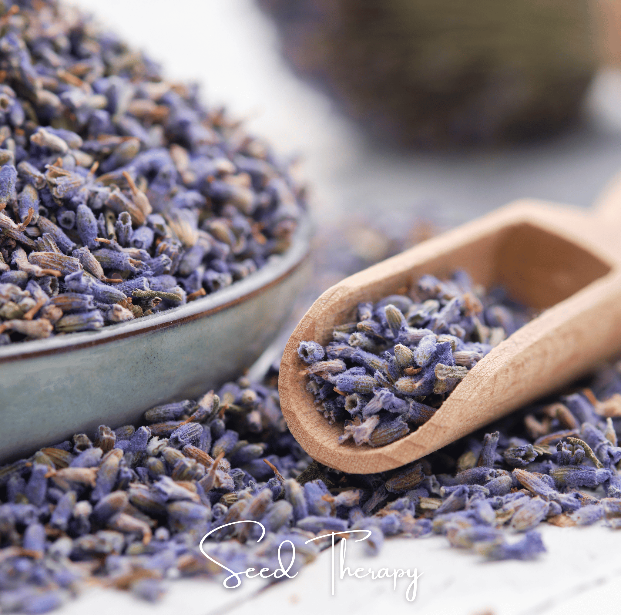 Lavender, English (Lavandula angustifolia) - 100 Seeds seed packet from Seed Therapy – American - grown, heirloom seeds