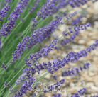Lavender, English (Lavandula angustifolia) - 100 Seeds seed packet from Seed Therapy – American - grown, heirloom seeds
