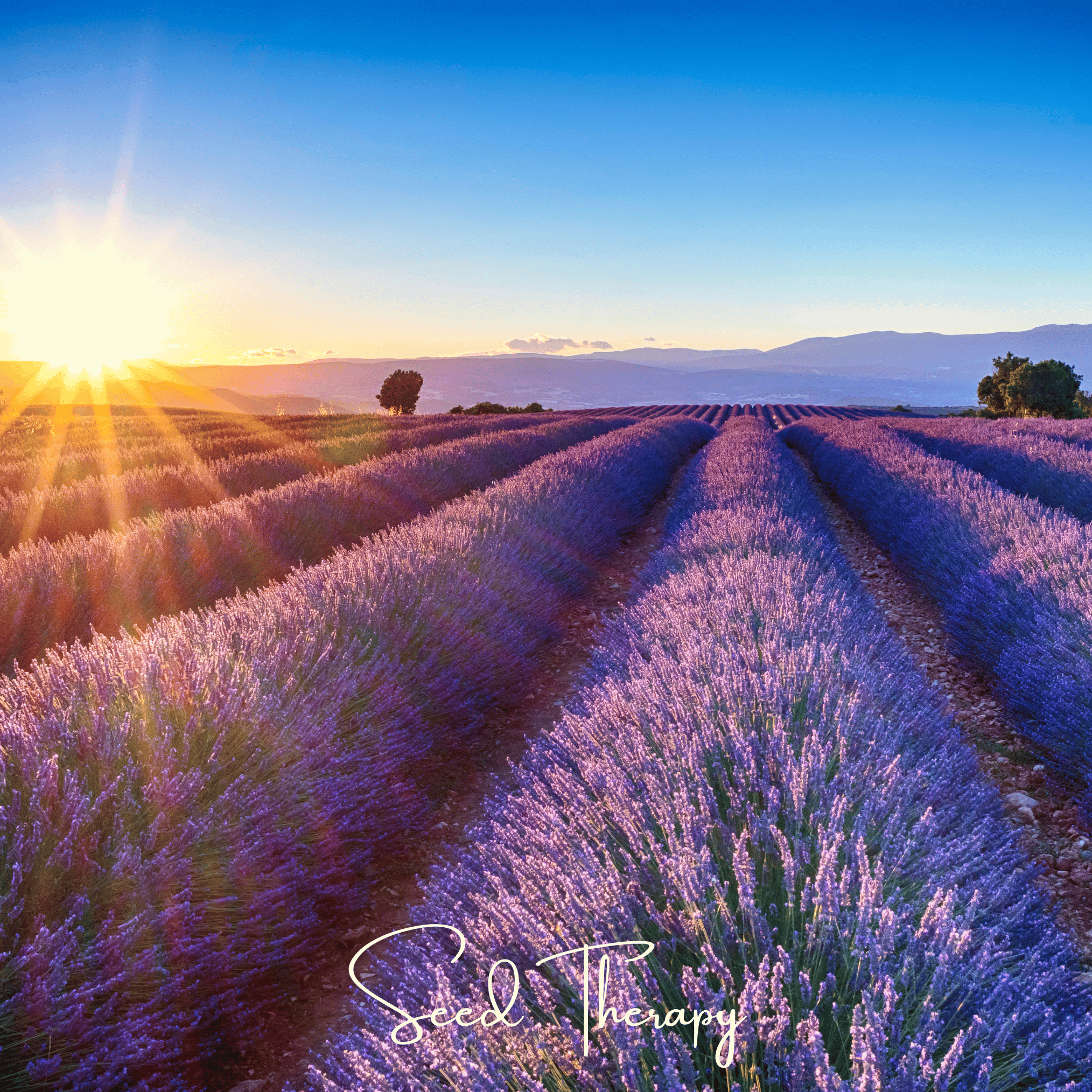 Lavender, English (Lavandula angustifolia) - 100 Seeds seed packet from Seed Therapy – American - grown, heirloom seeds