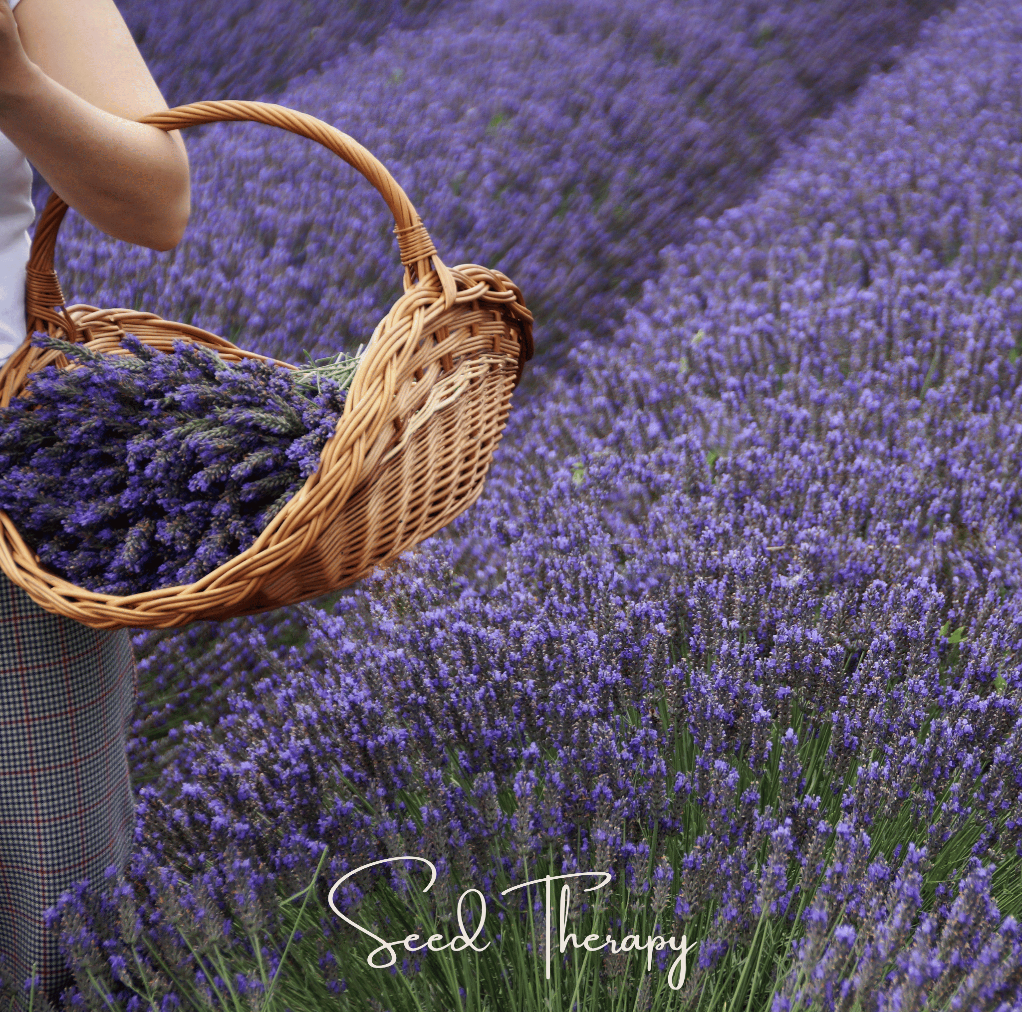 Lavender, English (Lavandula angustifolia) - 100 Seeds seed packet from Seed Therapy – American - grown, heirloom seeds