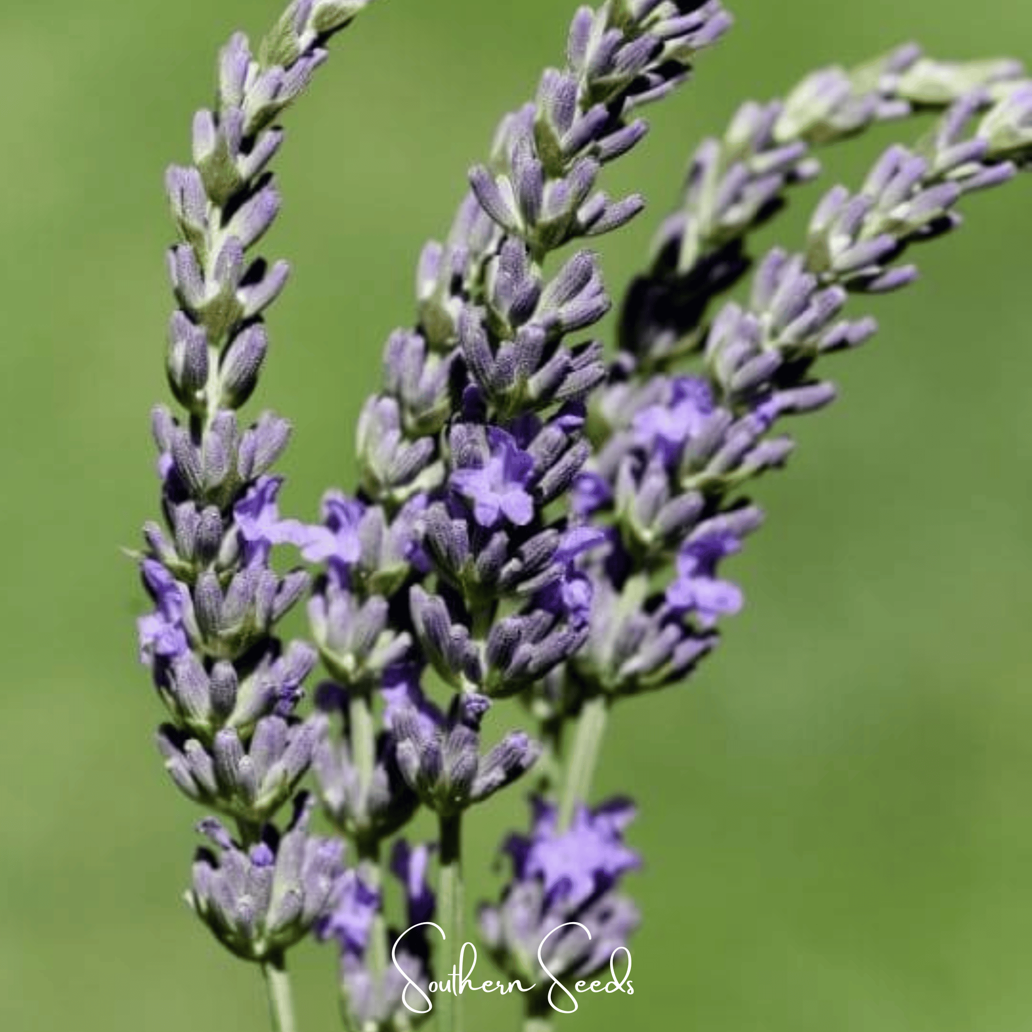 Lavender, Spike (Lavandula latifolia) - 100 Seeds seed packet from Seed Therapy – American - grown, heirloom seeds