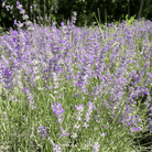 Lavender, Spike (Lavandula latifolia) - 100 Seeds seed packet from Seed Therapy – American - grown, heirloom seeds