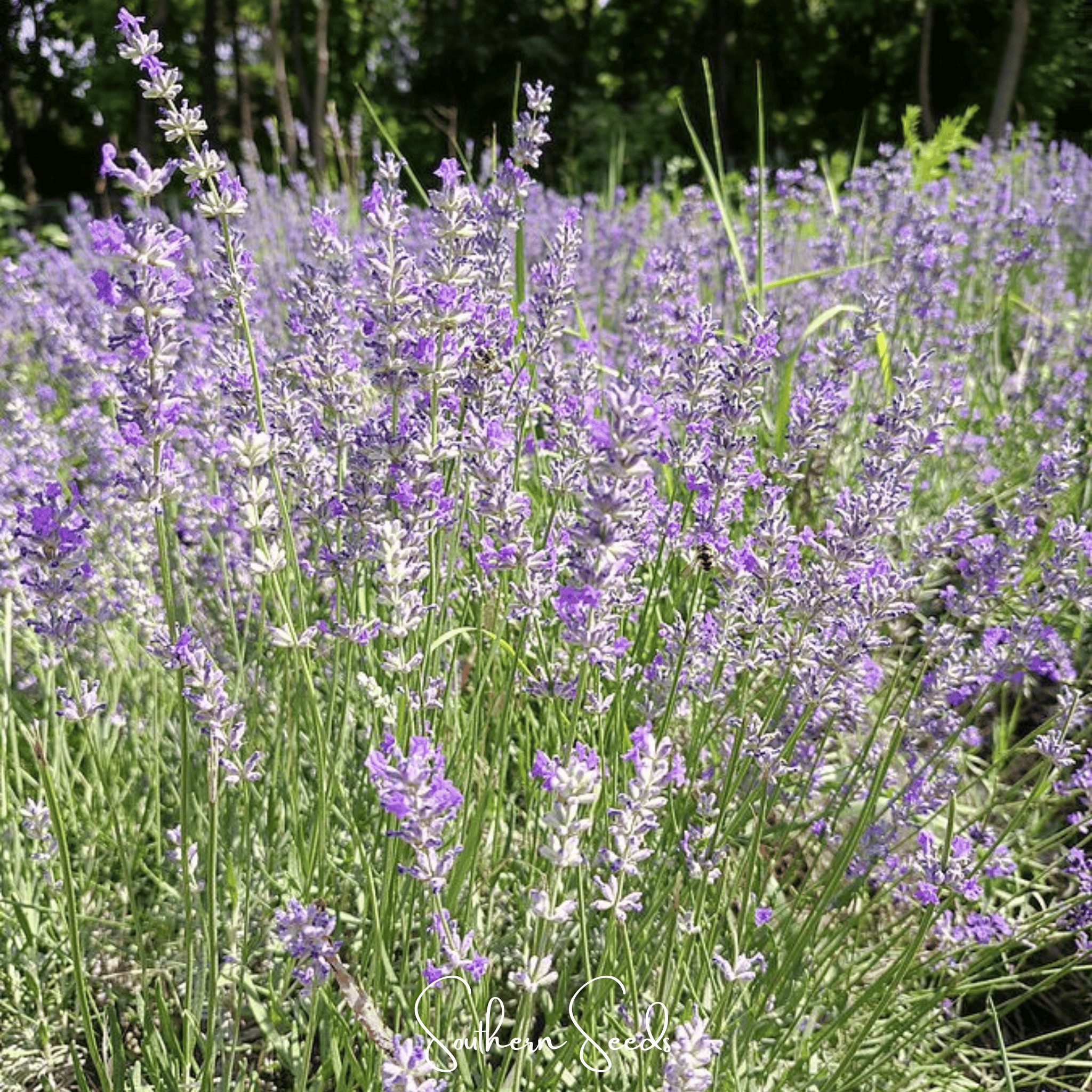 Lavender, Spike (Lavandula latifolia) - 100 Seeds seed packet from Seed Therapy – American - grown, heirloom seeds