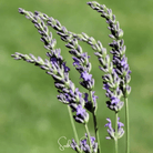 Lavender, Spike (Lavandula latifolia) - 100 Seeds seed packet from Seed Therapy – American - grown, heirloom seeds