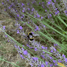 Lavender, Spike (Lavandula latifolia) - 100 Seeds seed packet from Seed Therapy – American - grown, heirloom seeds